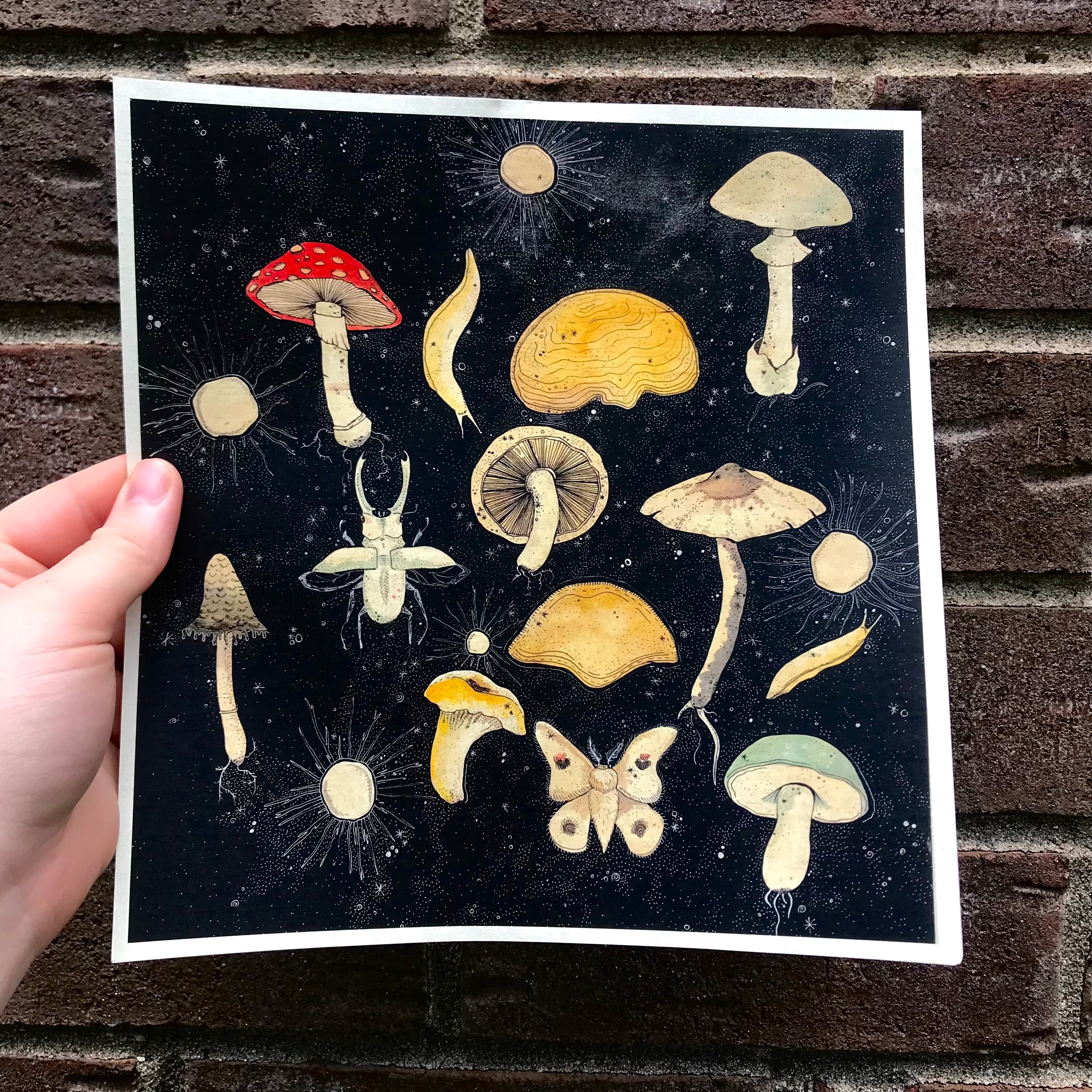 Field of Dreams Fine Art Photography Print — Mushrooms & Thyme